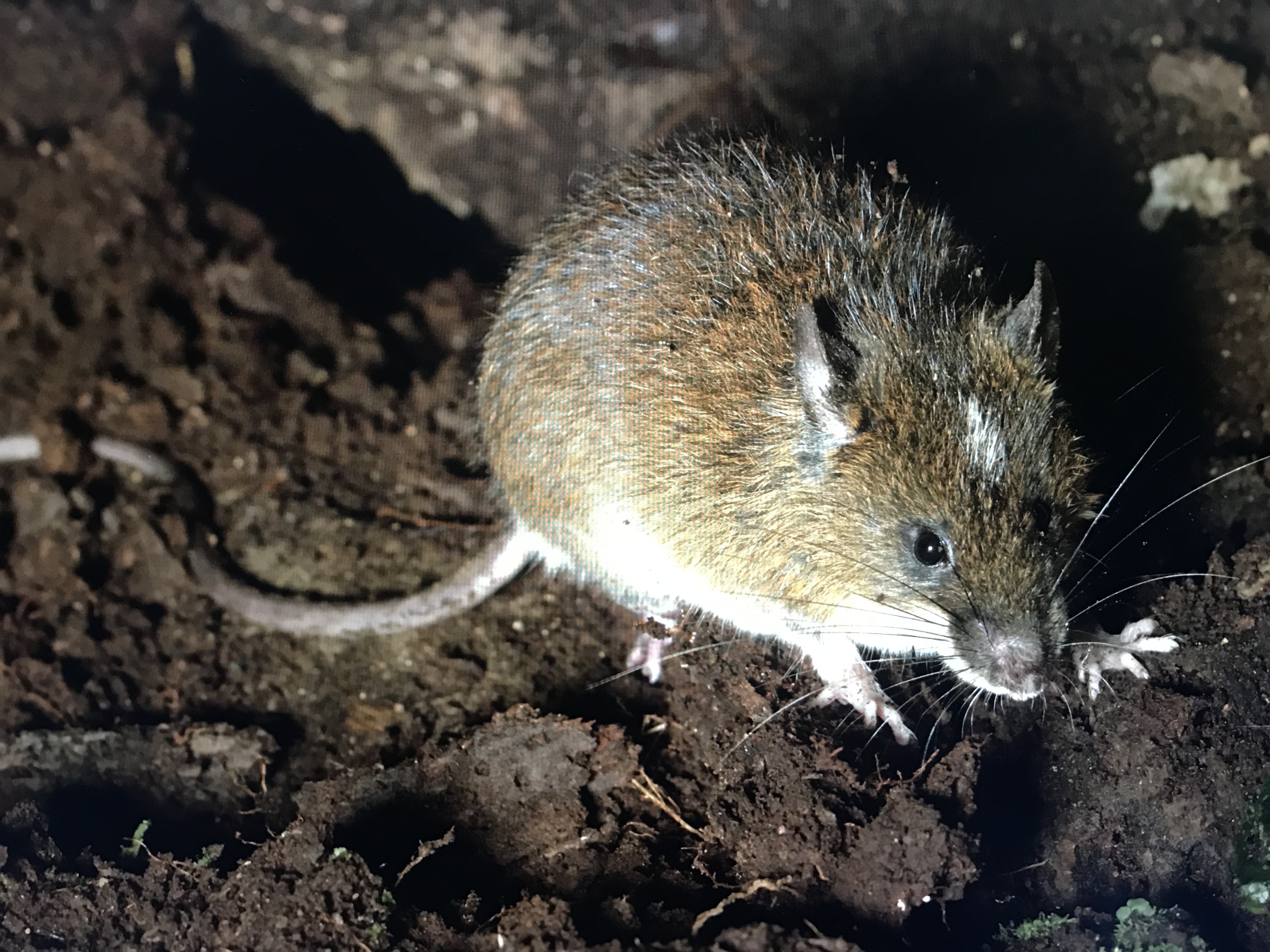 Rodents In Rice Order: Rodentia-Rodents – Mammals of Costa Rica